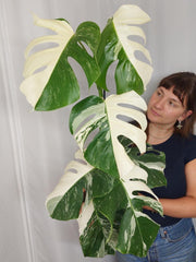 Monstera Variegata Halfmoon (zum aussuchen)