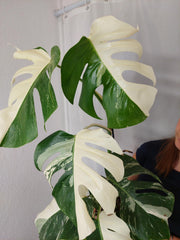Monstera Variegata Halfmoon (zum aussuchen)