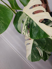 Monstera Variegata Halfmoon (zum aussuchen)