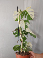 Monstera Variegata Halfmoon (zum aussuchen)