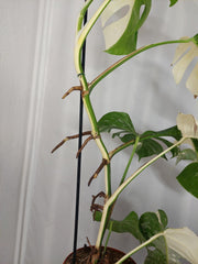 Monstera Variegata Halfmoon (zum aussuchen)