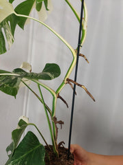 Monstera Variegata Halfmoon (zum aussuchen)