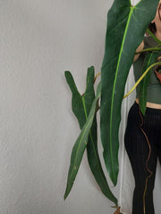 Philodendron Spiritus Sancti Adult