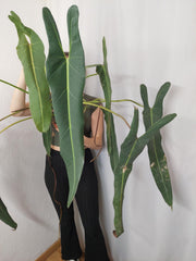 Philodendron Spiritus Sancti Adult