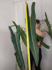 Philodendron Spiritus Sancti Adult