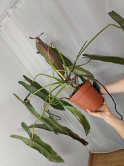 Philodendron Spiritus Sancti Adult