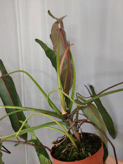 Philodendron Spiritus Sancti Adult
