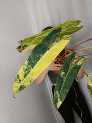 Philodendron Billietiae Variegata XXL