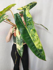 Philodendron Billietiae Variegata XXL