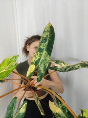 Philodendron Billietiae Variegata XXL