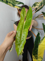 Philodendron Billietiae Variegata XXL