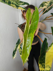 Philodendron Billietiae Variegata XXL
