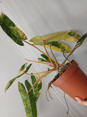 Philodendron Billietiae Variegata XXL