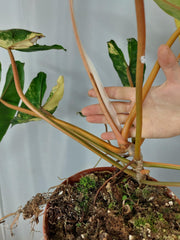 Philodendron Billietiae Variegata XXL