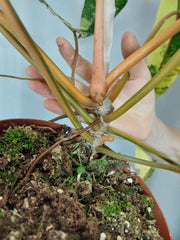 Philodendron Billietiae Variegata XXL