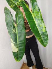 Philodendron Billietiae Variegata XXL
