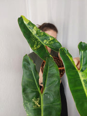 Philodendron Billietiae Variegata XXL