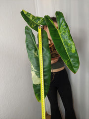 Philodendron Billietiae Variegata XXL