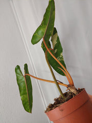 Philodendron Billietiae Variegata XXL