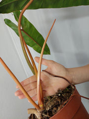Philodendron Billietiae Variegata XXL