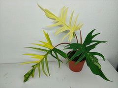 Philodendron Tortum x Florida Beauty Variegata