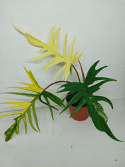 Philodendron Tortum x Florida Beauty Variegata