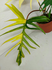 Philodendron Tortum x Florida Beauty Variegata