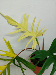Philodendron Tortum x Florida Beauty Variegata