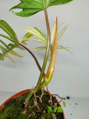 Philodendron Tortum x Florida Beauty Variegata