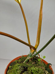 Philodendron Tortum x Florida Beauty Variegata