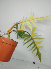 Philodendron Tortum x Florida Beauty Variegata