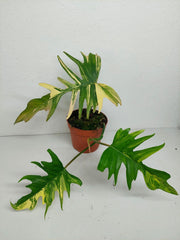 Philodendron Tortum x Florida Beauty Variegata