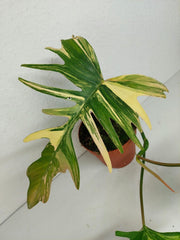 Philodendron Tortum x Florida Beauty Variegata