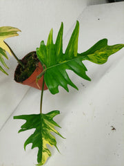 Philodendron Tortum x Florida Beauty Variegata