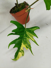 Philodendron Tortum x Florida Beauty Variegata