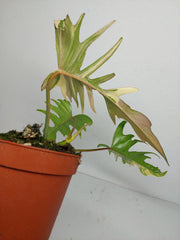 Philodendron Tortum x Florida Beauty Variegata