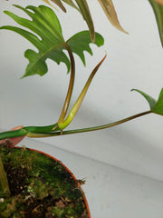 Philodendron Tortum x Florida Beauty Variegata