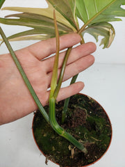 Philodendron Tortum x Florida Beauty Variegata