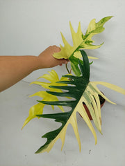 Philodendron Tortum x Florida Beauty Variegata