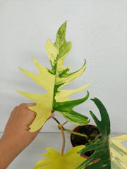 Philodendron Tortum x Florida Beauty Variegata