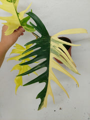 Philodendron Tortum x Florida Beauty Variegata