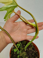 Philodendron Tortum x Florida Beauty Variegata