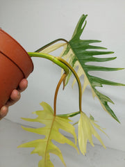 Philodendron Tortum x Florida Beauty Variegata