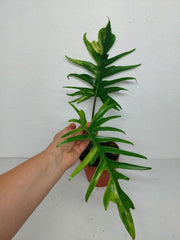 Philodendron Tortum x Florida Beauty Variegata