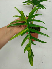 Philodendron Tortum x Florida Beauty Variegata