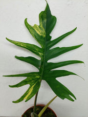 Philodendron Tortum x Florida Beauty Variegata