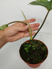 Philodendron Tortum x Florida Beauty Variegata