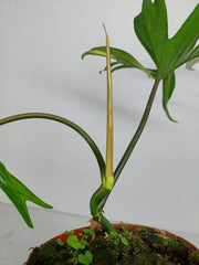 Philodendron Tortum x Florida Beauty Variegata