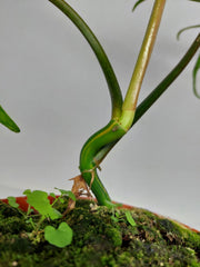Philodendron Tortum x Florida Beauty Variegata