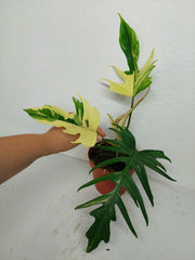 Philodendron Tortum x Florida Beauty Variegata
